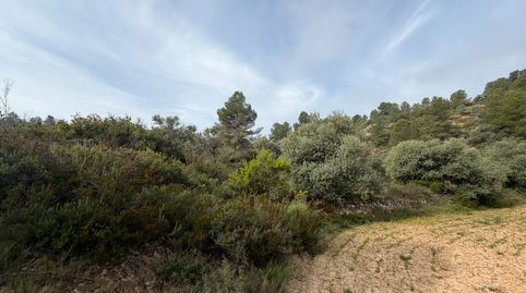 Terreno rústico en venta: más de 1 hectárea de campo natural., immagine 5