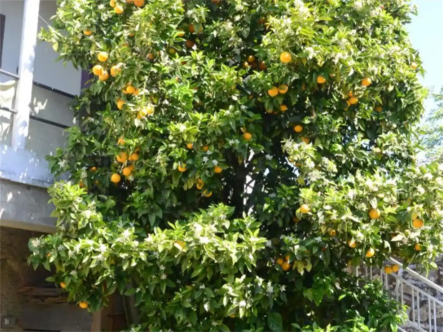 Jardí de Finca rústica en venda en Cortegada amb Jardí privat, Parquet i Moblat