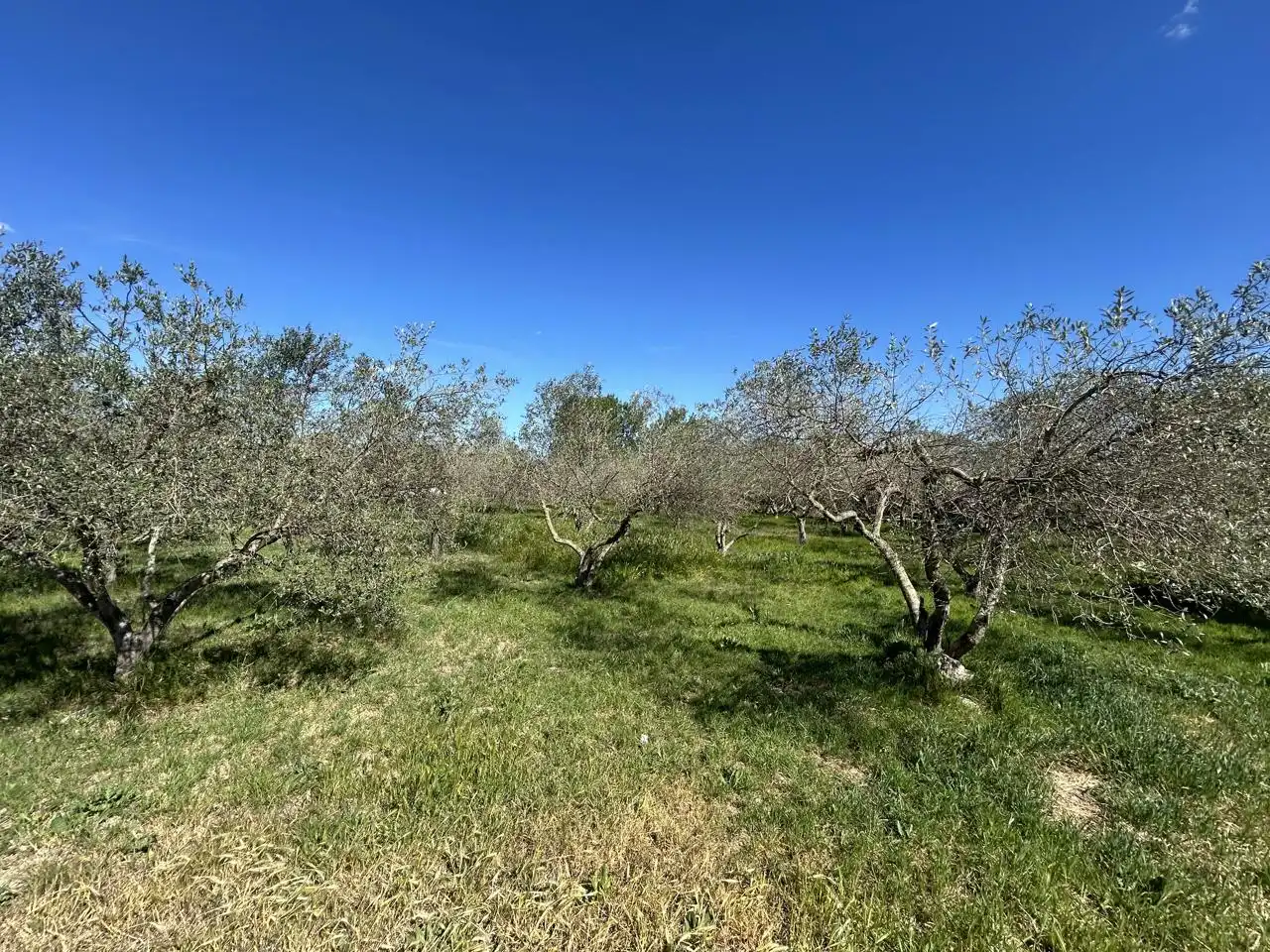 Finca rústica en venta en Tudela