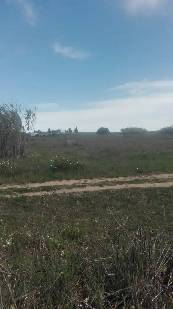 Finca rústica en venta en La Palma del Condado
