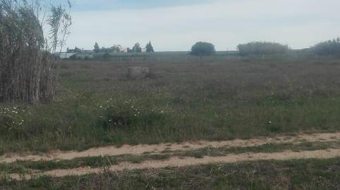 Foto 3 de Finca rústica en venta en Camino Hinojos, La Palma del Condado, Huelva