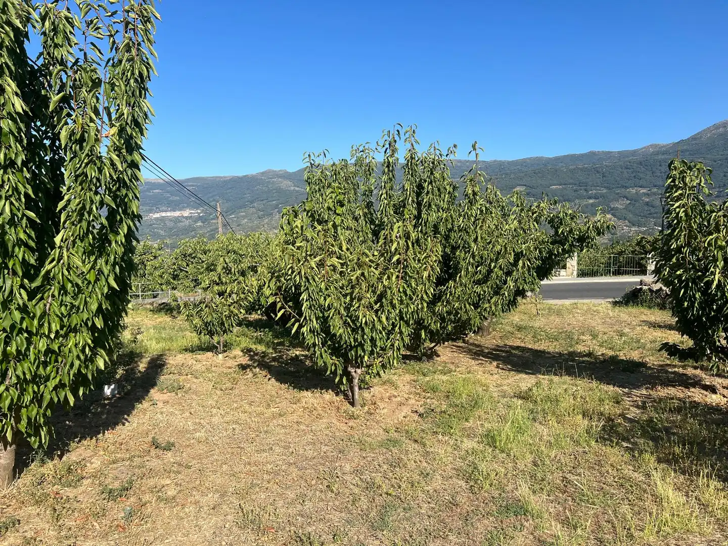 Terreni e lotti in vendita a Paseo Naranjos 116, imagen 12