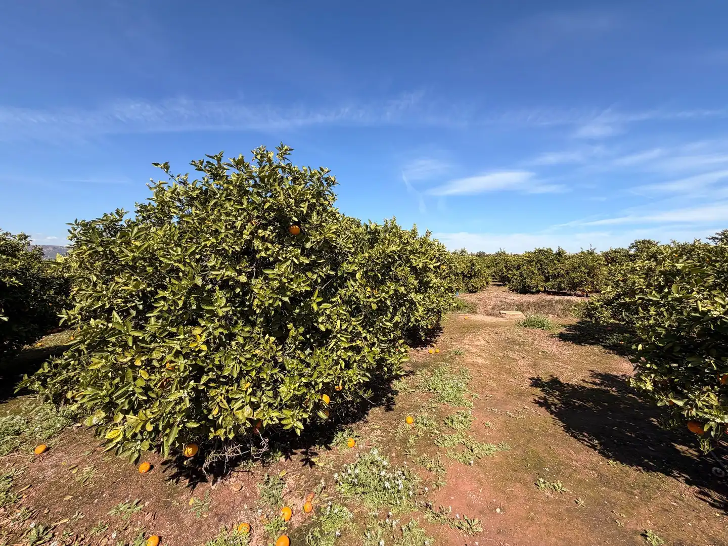 Rural land for sale in Almenara, imagen 19