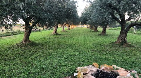 Foto 3 de Terreny en venda a Pueblo, Benicarló