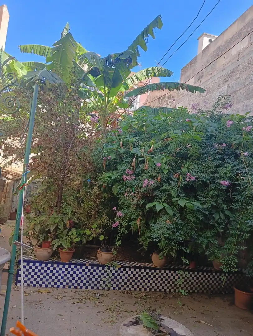 Jardín de Casa o chalet en venta en Manacor