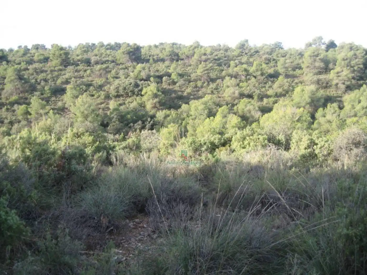 Rural land for sale in Iznalloz, imagen 5
