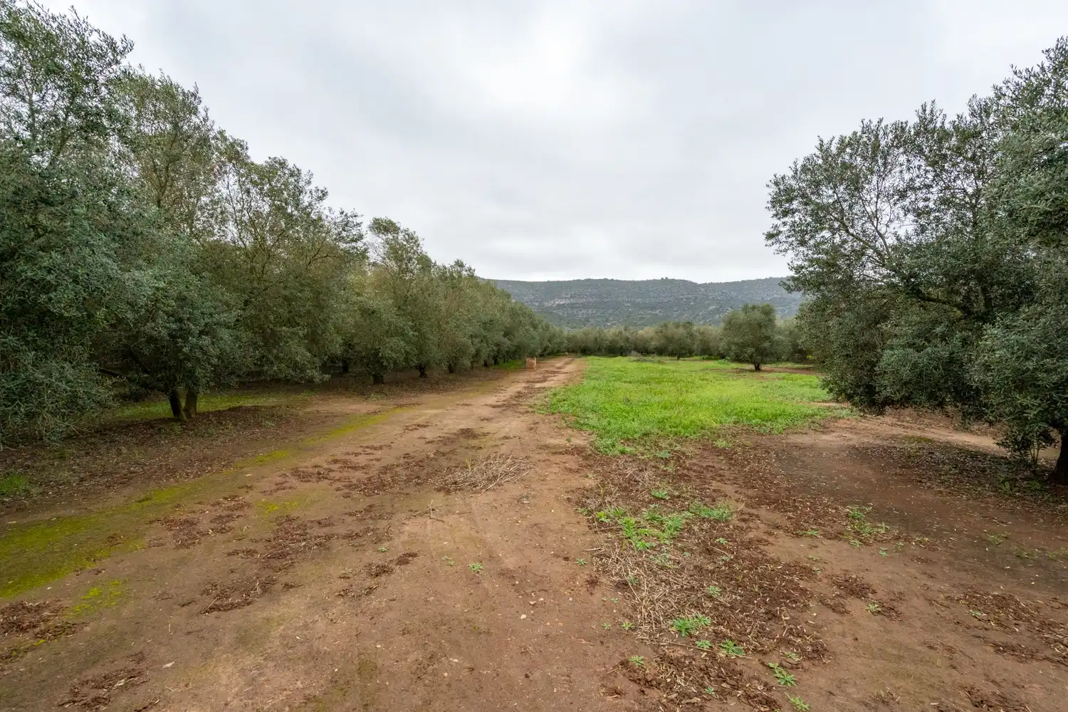 Rural land for sale in Godall, imagen 11