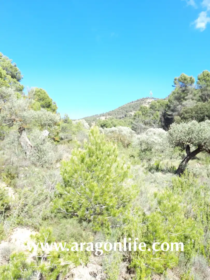 Rural land for sale in Gandesa, imagen 15