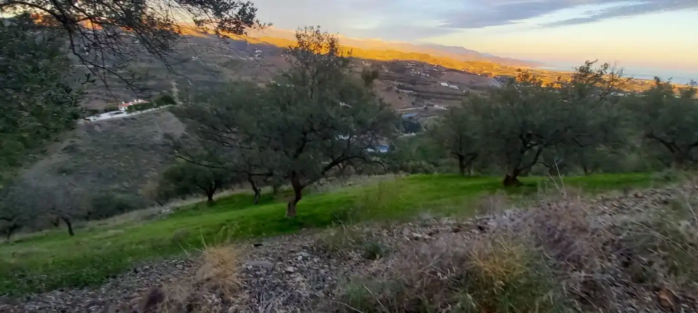 Terreni e lotti in vendita a Benajarafe