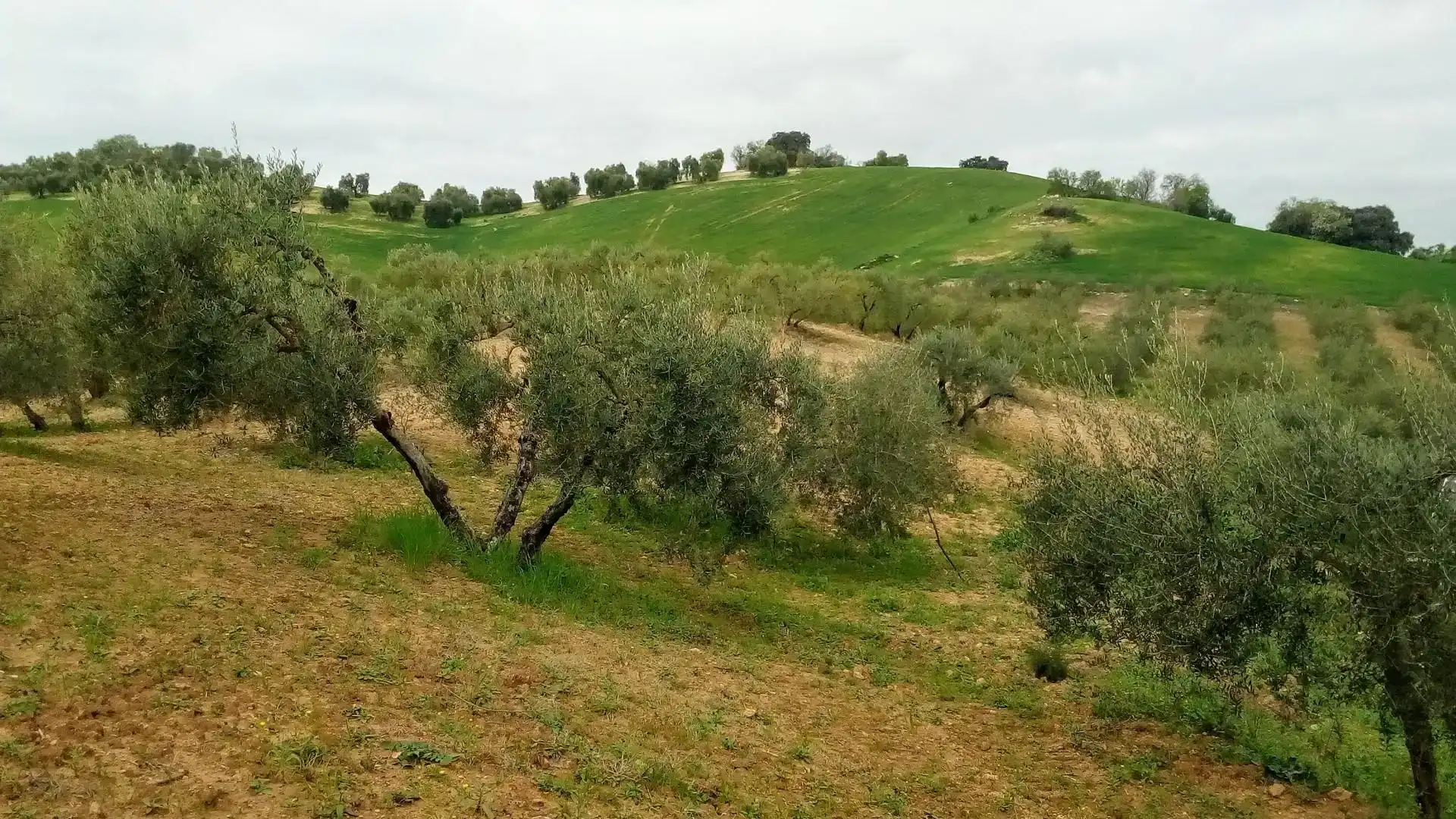 Terreno en venta en Montellano