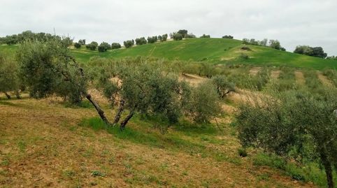 Foto 2 de Terreno en venta en A-8127, Montellano, Sevilla