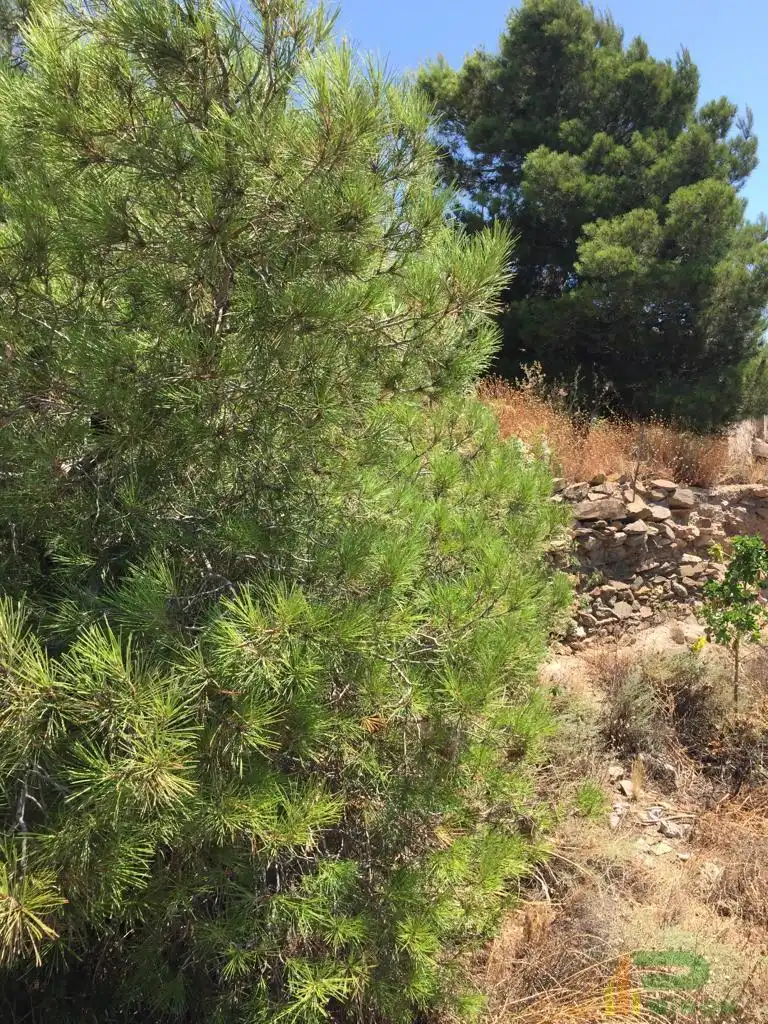 Terreni e lotti in vendita a Sierra de La Torrecilla, imagen 6