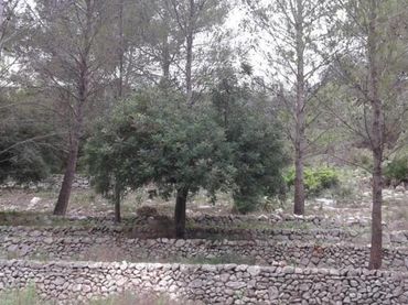 Terrain résidentiel à vendre à Carrer el Xiprer 3