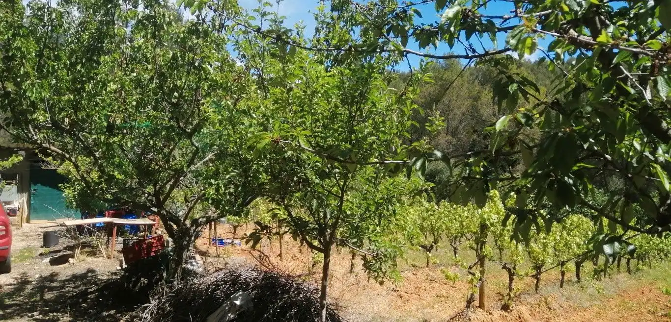 Terreny rústic en venda a Olesa de Bonesvalls, imagen 5