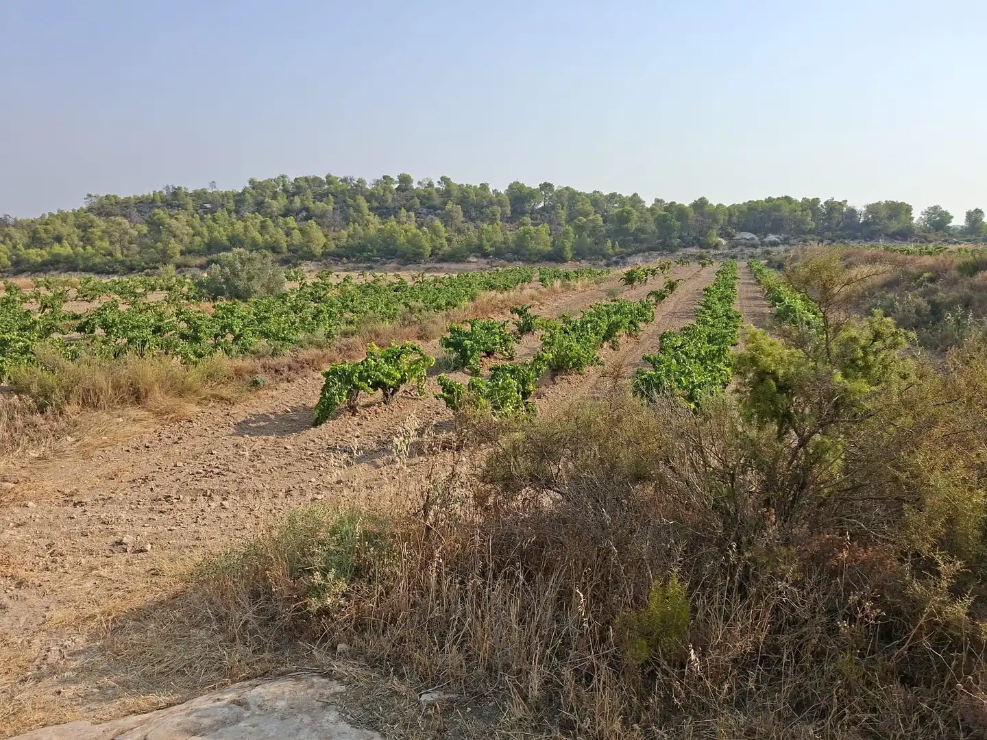 Terreno en venta en Nonaspe