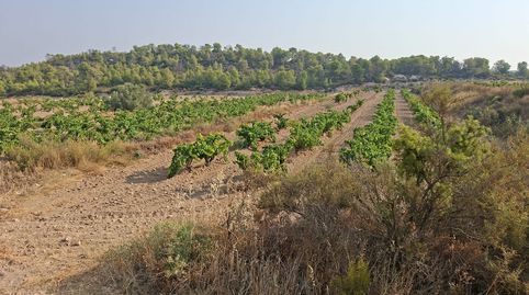 Viña de secano + caseta 20m2. 14.968m2. Nonaspe. 14.000€, immagine 4