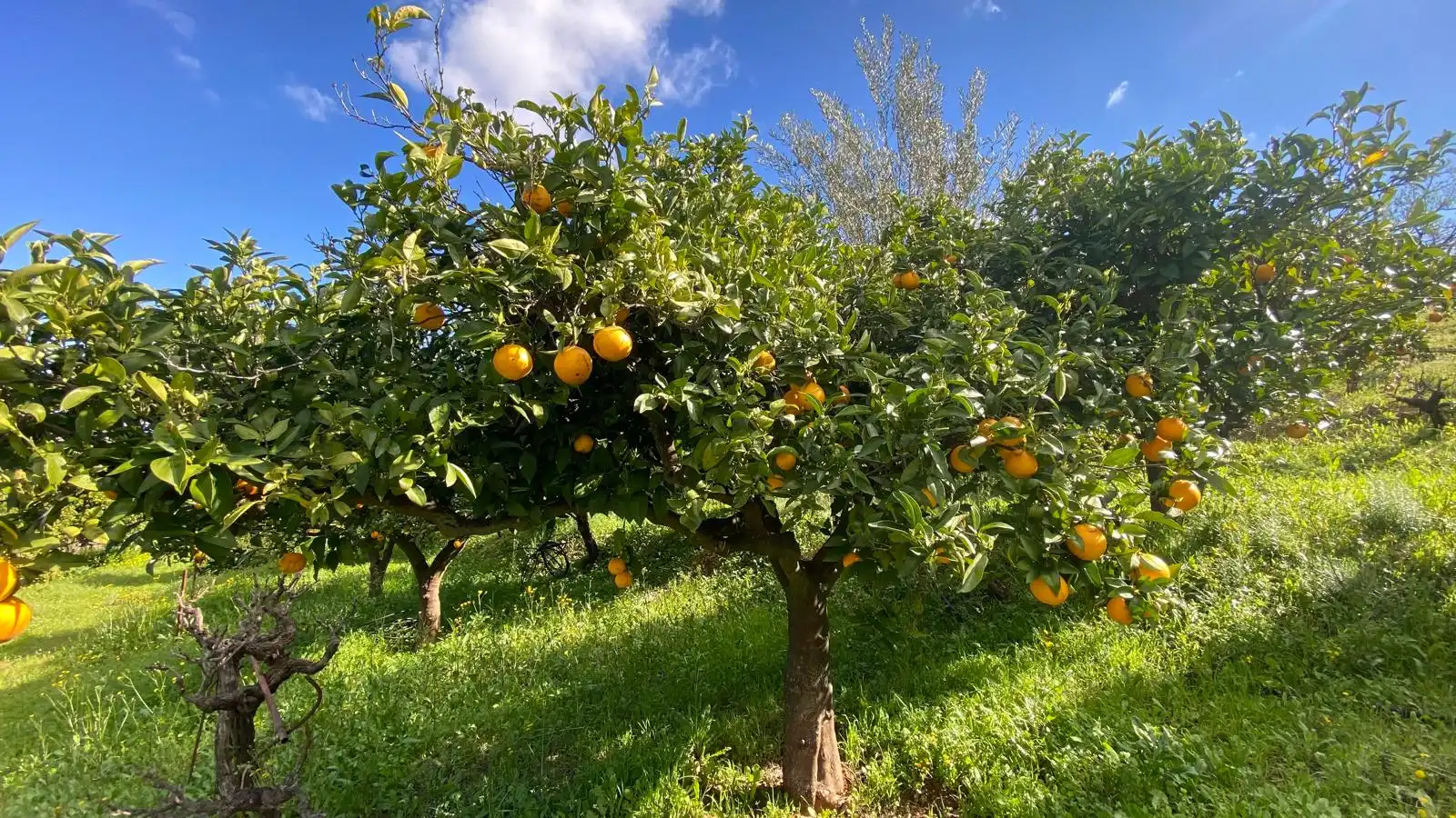 Terreni e lotti in vendita a Alquería - Torrealquería, imagen 3