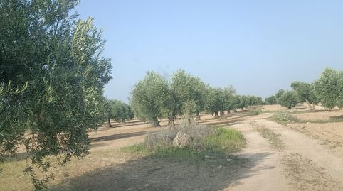 se vende olivar de 120 olivas zona de las arenas, immagine 3