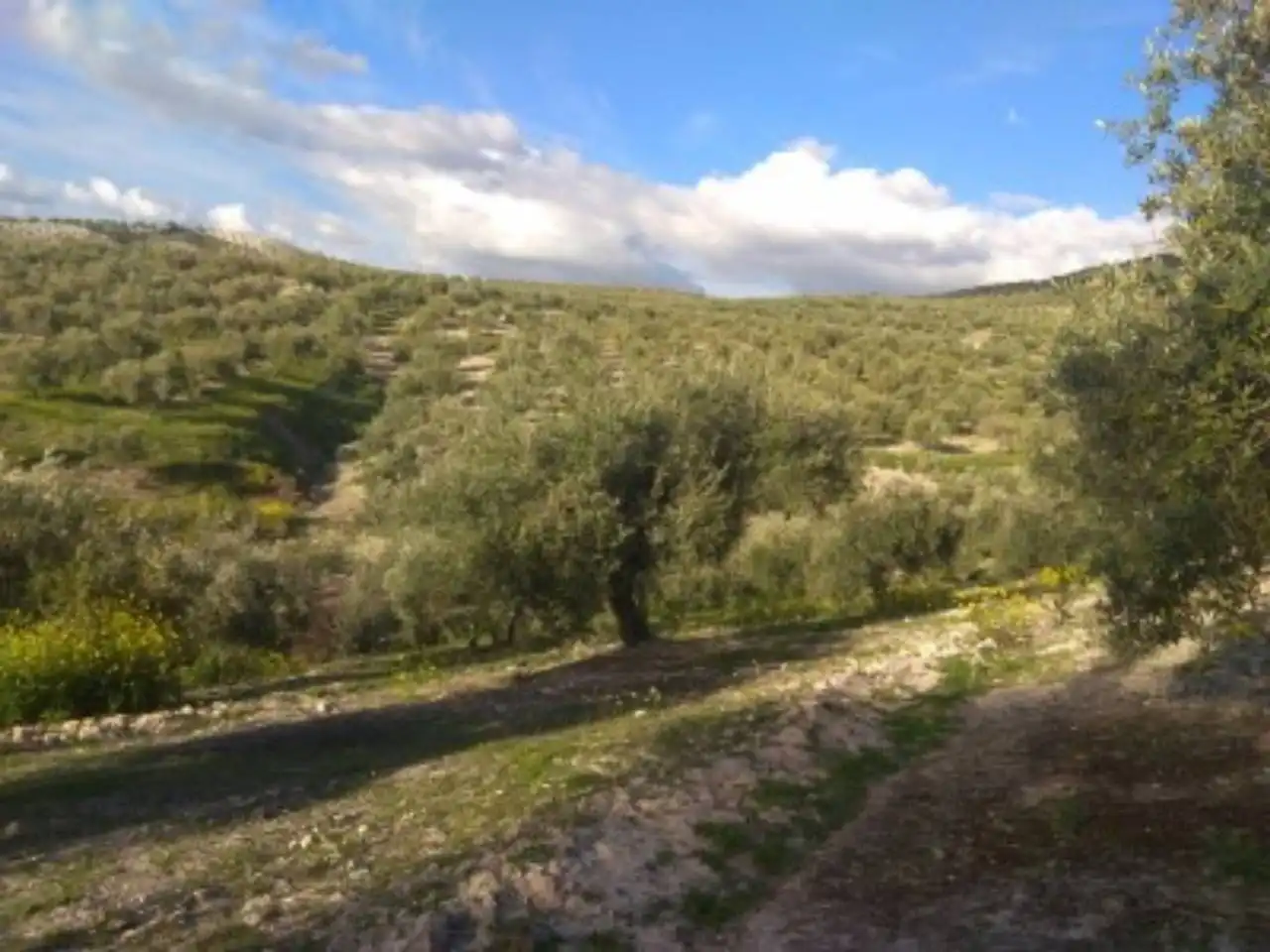 Terrain rustique à vendre à Calle SALVADOR MUÑOZ, imagen 3
