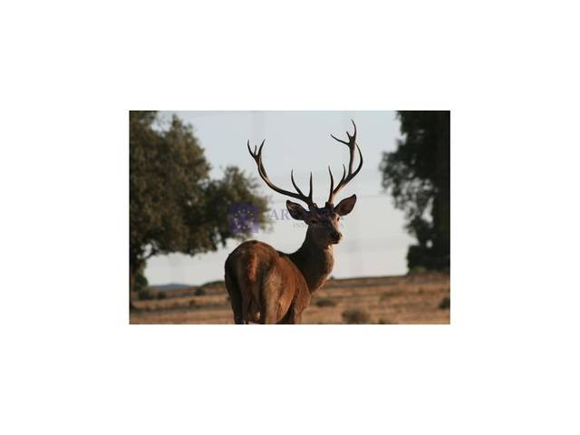 Casa-chalet en Venta en Jaraicejo