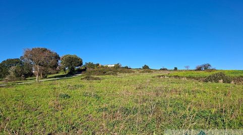 BareyoTerreno, imagen 3