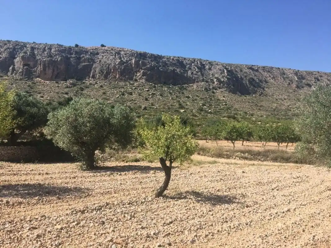 Terreny rústic en venda a Ctra. Algueña, imagen 9