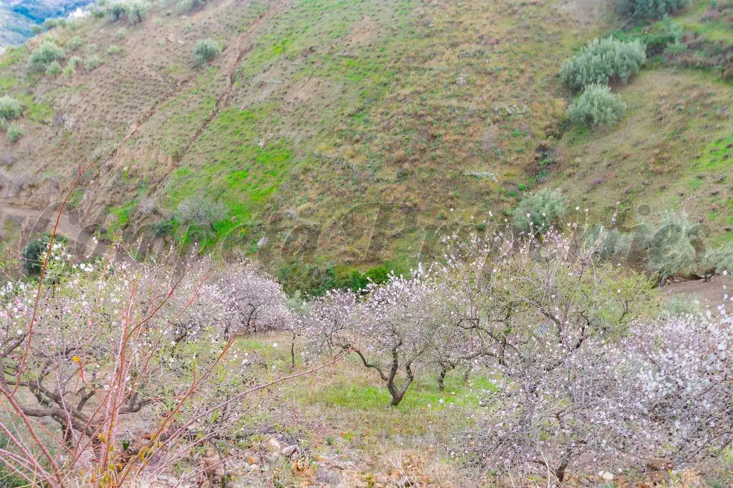 Terreno rustico in vendita a Árchez, imagen 19