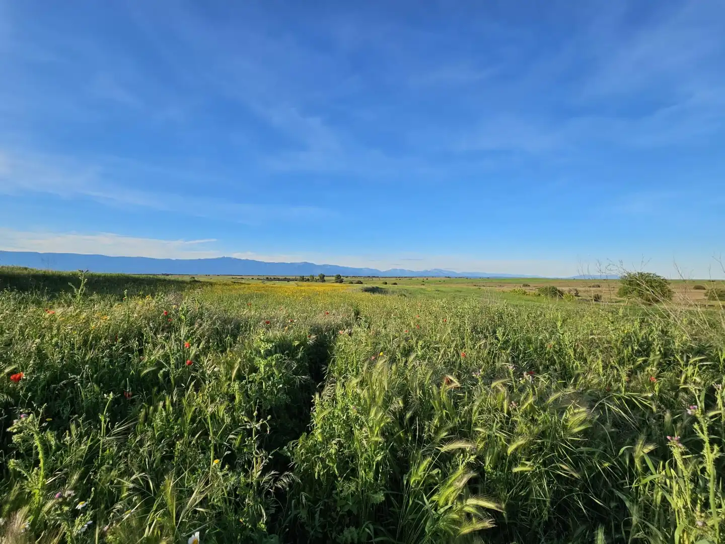 Terreno rustico in vendita a Calzada de Oropesa 1, imagen 4