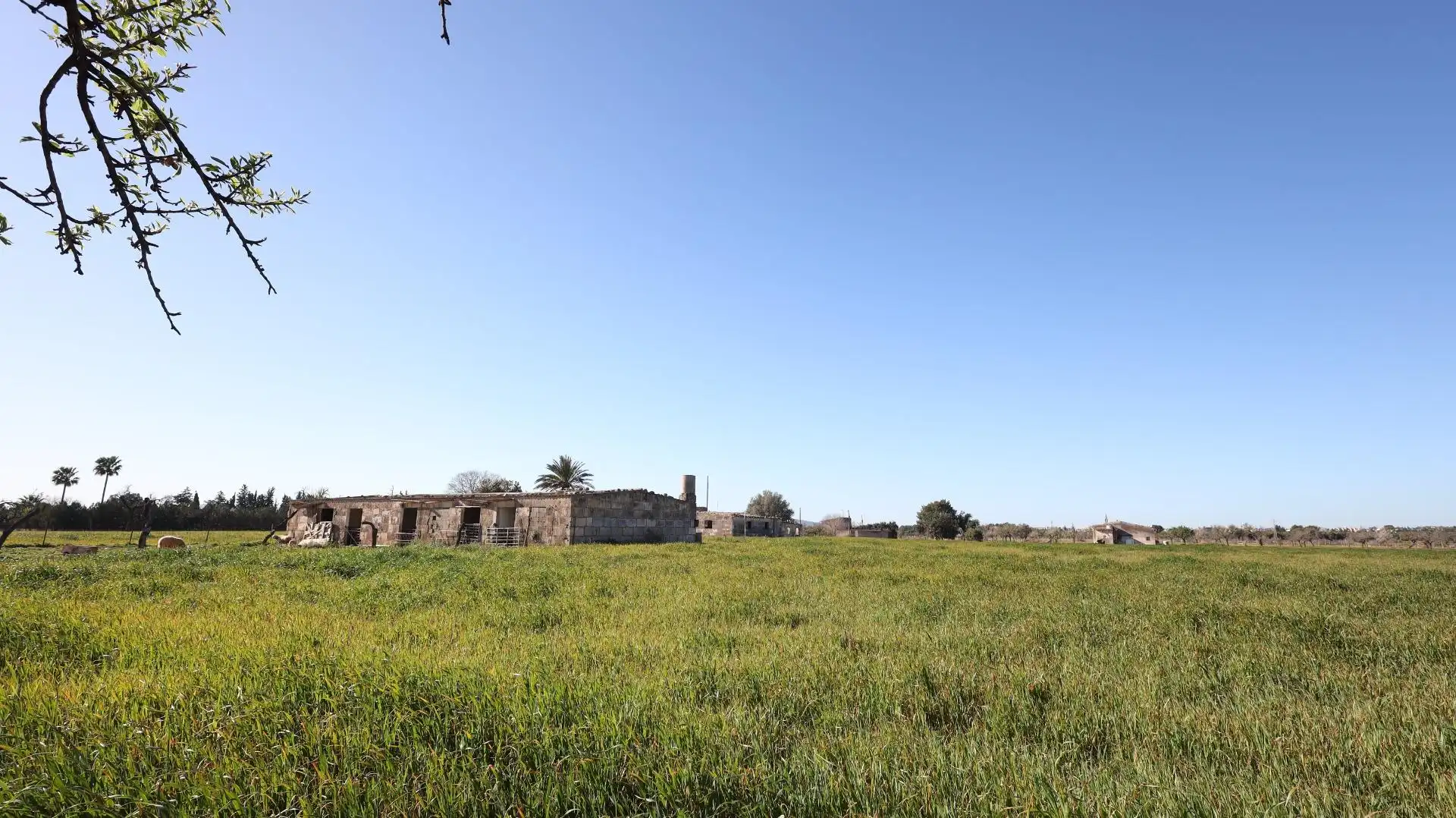 Terreno rustico in vendita a Binissalem, imagen 2