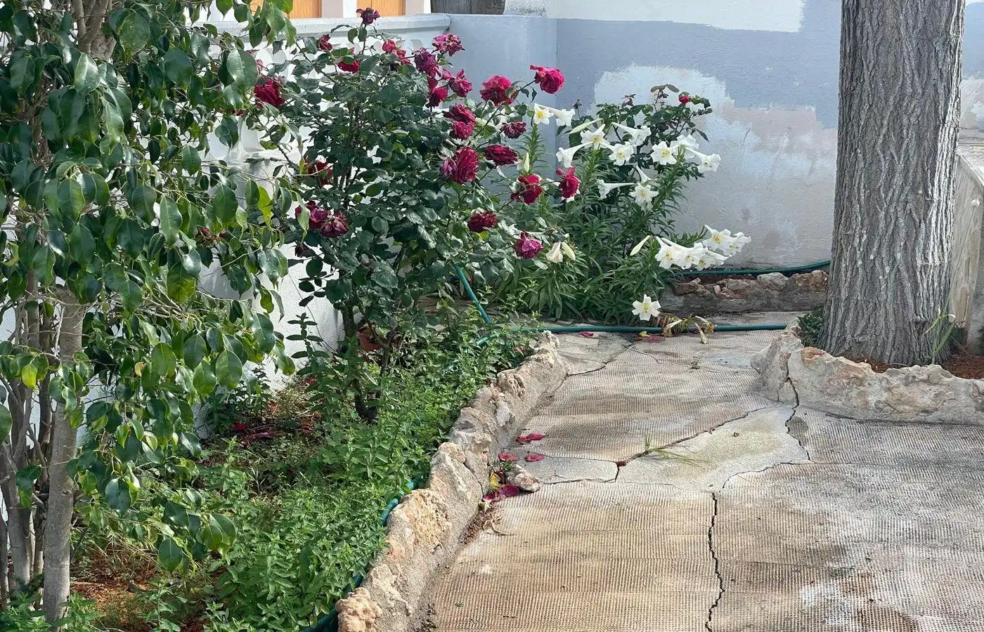 Garden of Houses for sale in Alcanar  with Heating, Private garden and Terrace