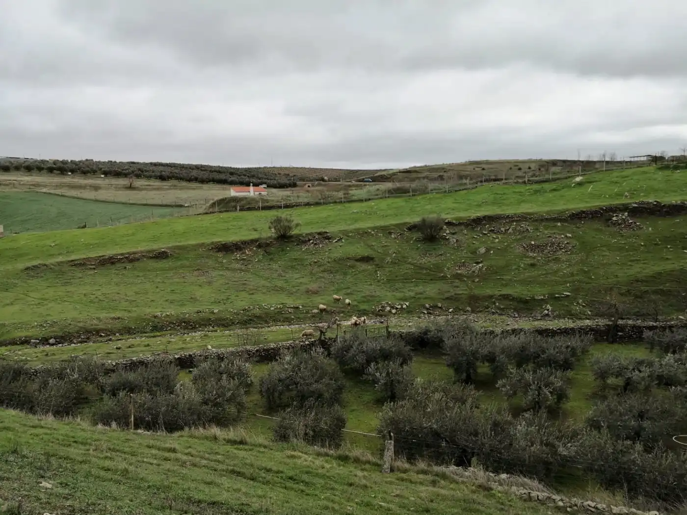 Finca rústica en venta en Belalcázar