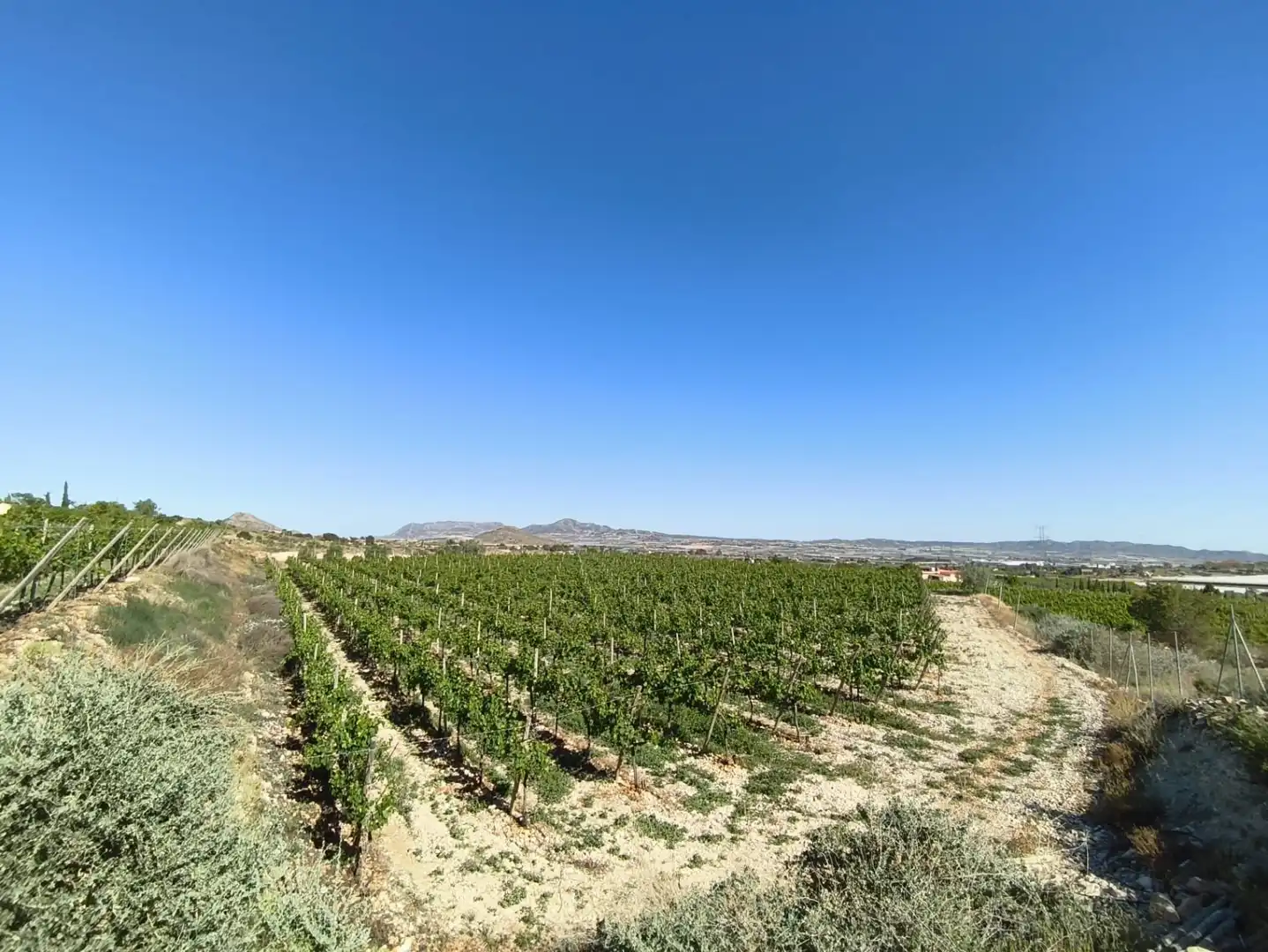 Terreno rústico en venta en Monforte del Cid - Paraje la Serreta, imagen 3