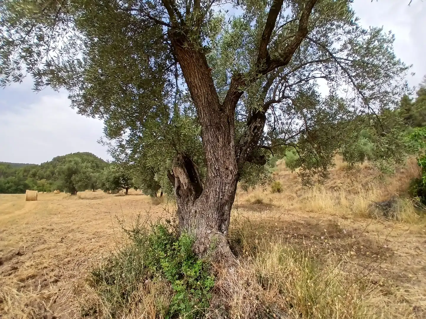Terreno rustico in vendita a La Fresneda, imagen 8