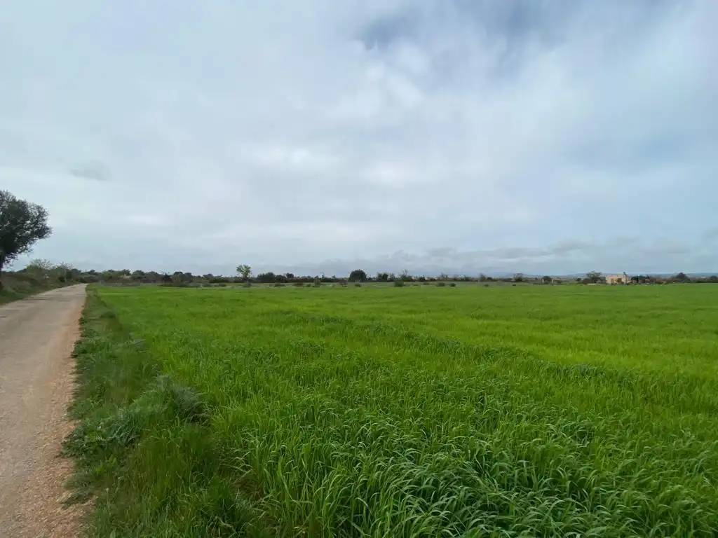 Rural land for sale in Felanitx Poble, imagen 6