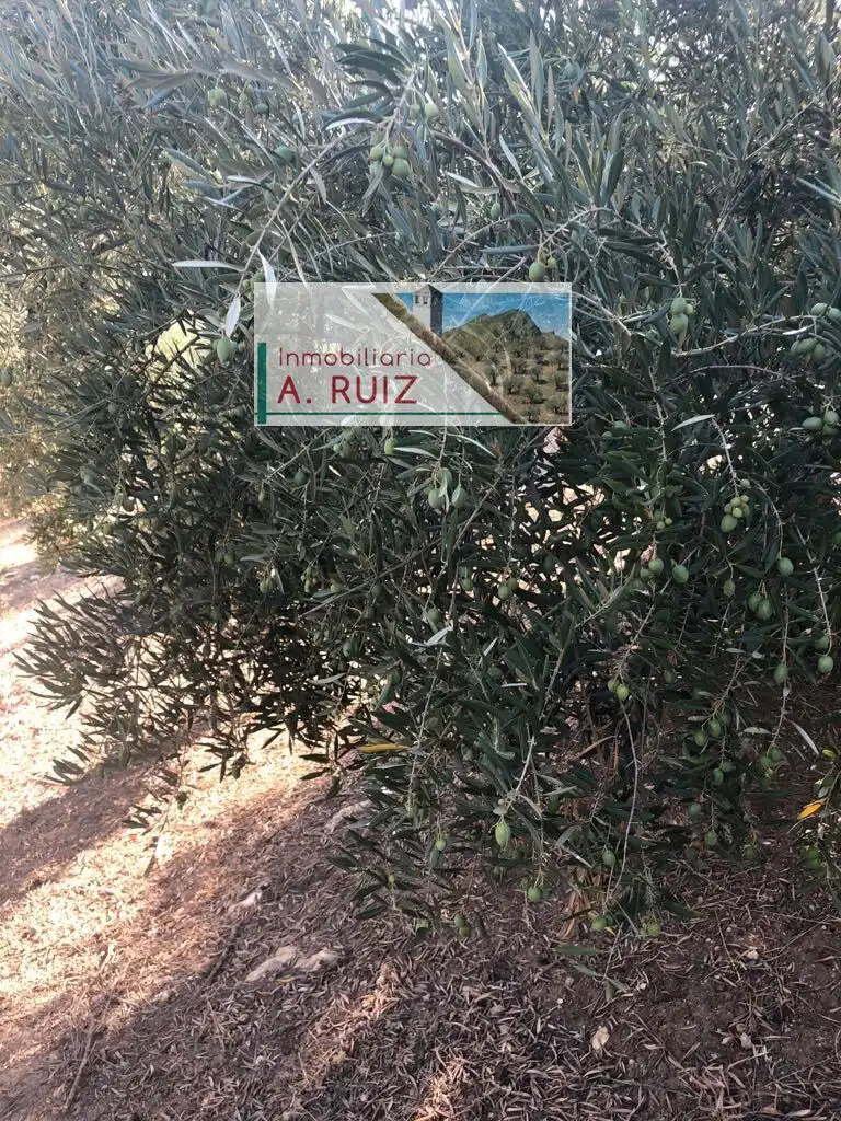 Terreny rústic en venda a Priego de Córdoba, imagen 3