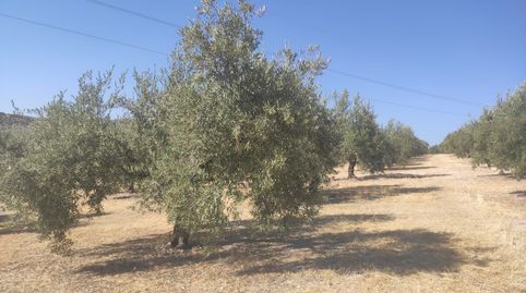 Foto 2 de Terreny en venda a Baena, Córdoba