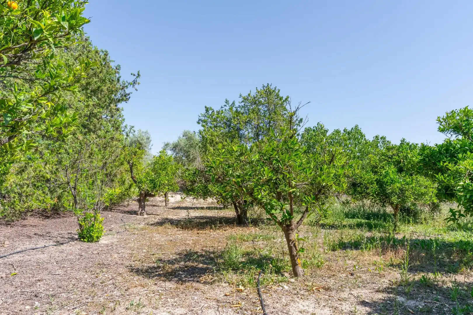 Terreno en venta en Tíjola