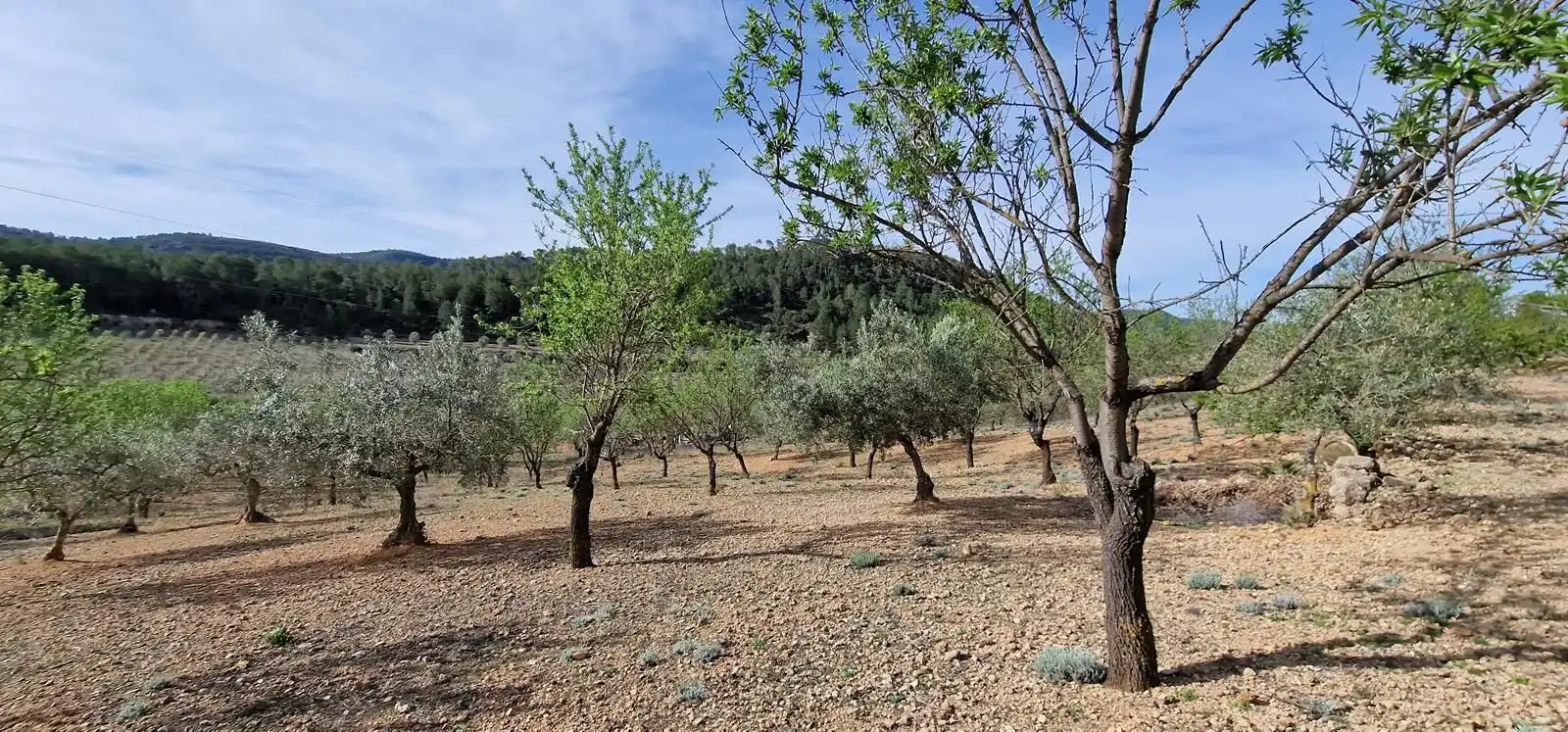 Casa rústica en venta en Cortes de Pallás, imagen 26