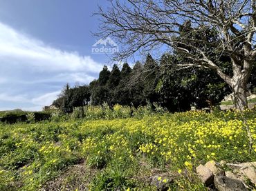 Terreno rústico en venta en Arbo