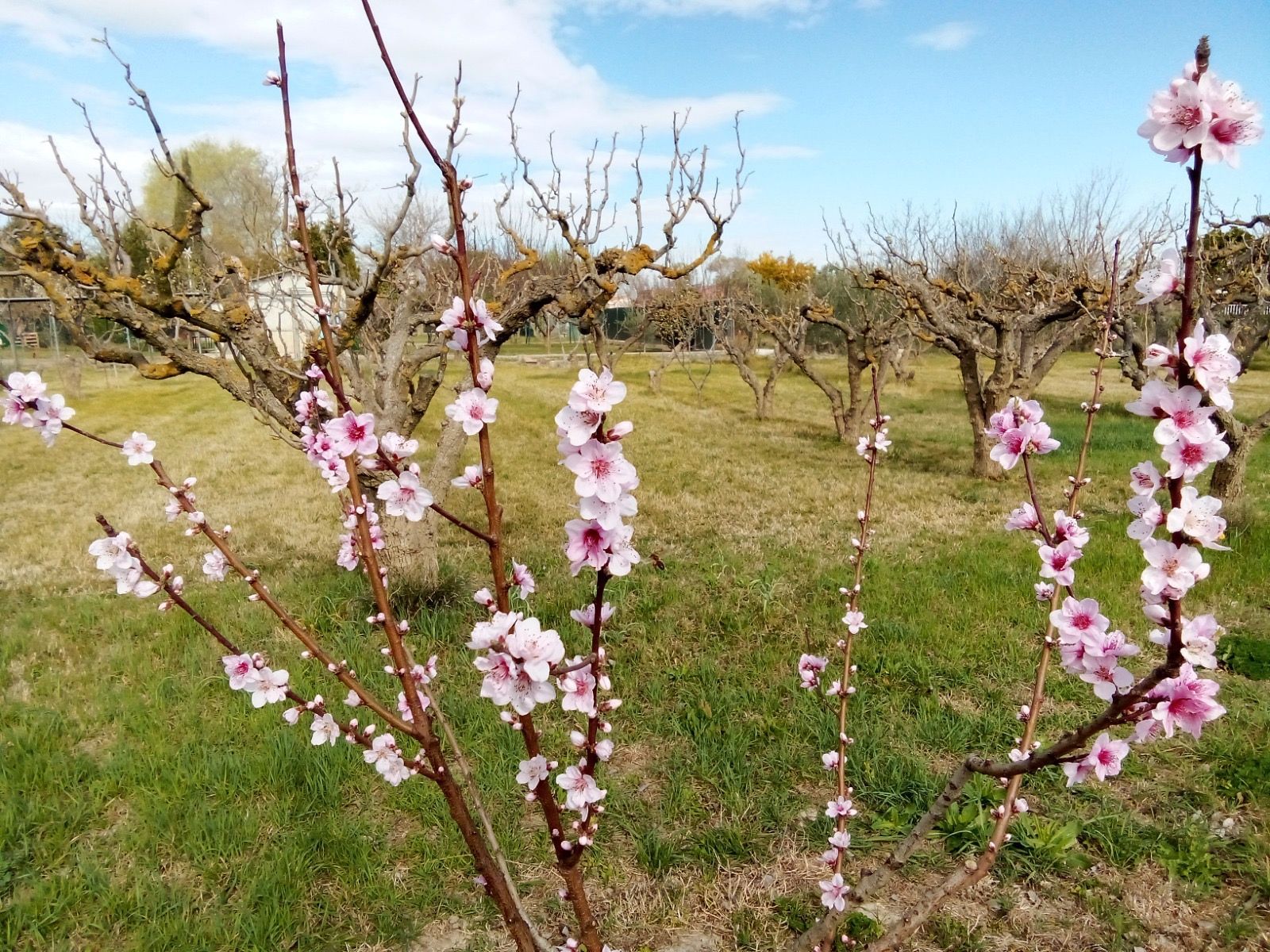 Jardí de Casa o xalet en venda en Pastriz amb Traster