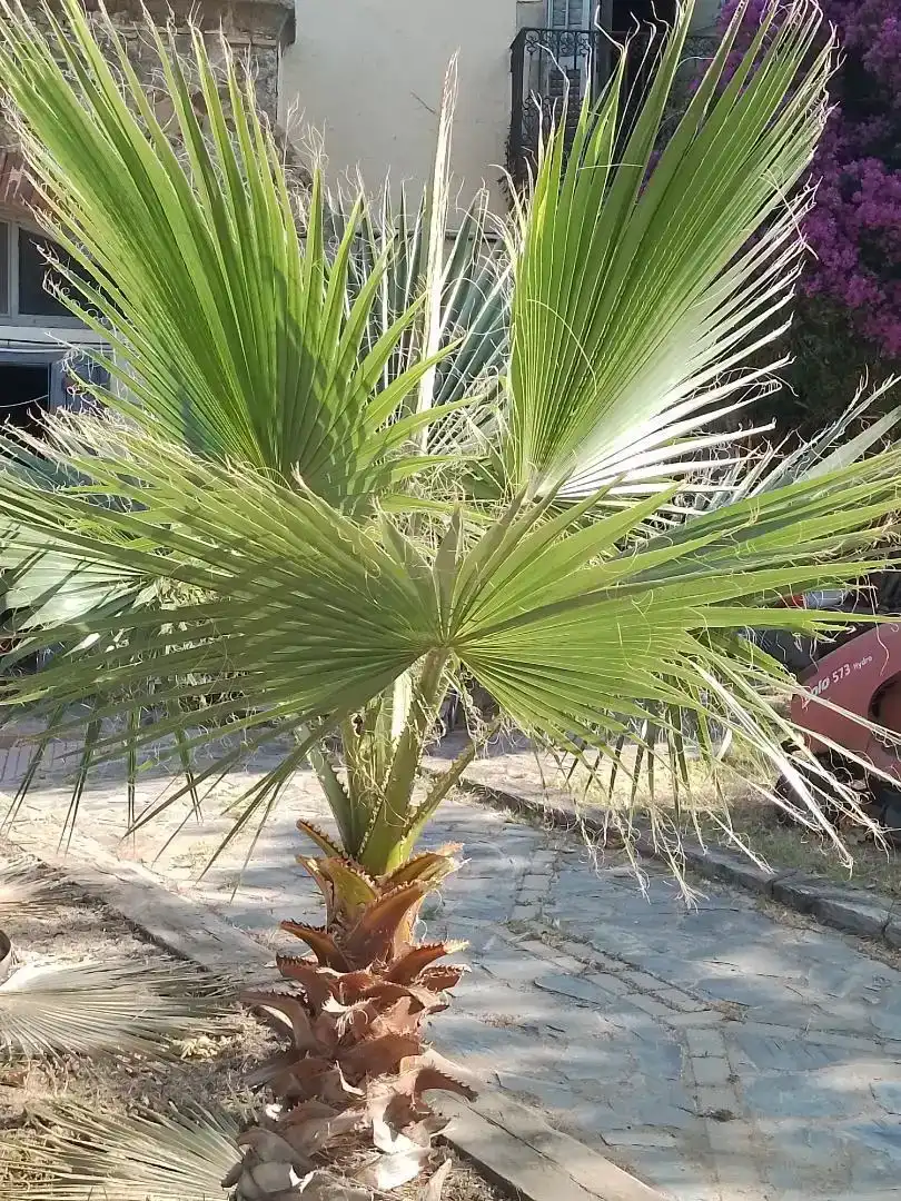 Jardí de Àtic en venda en Santa Cristina d'Aro amb Balcó