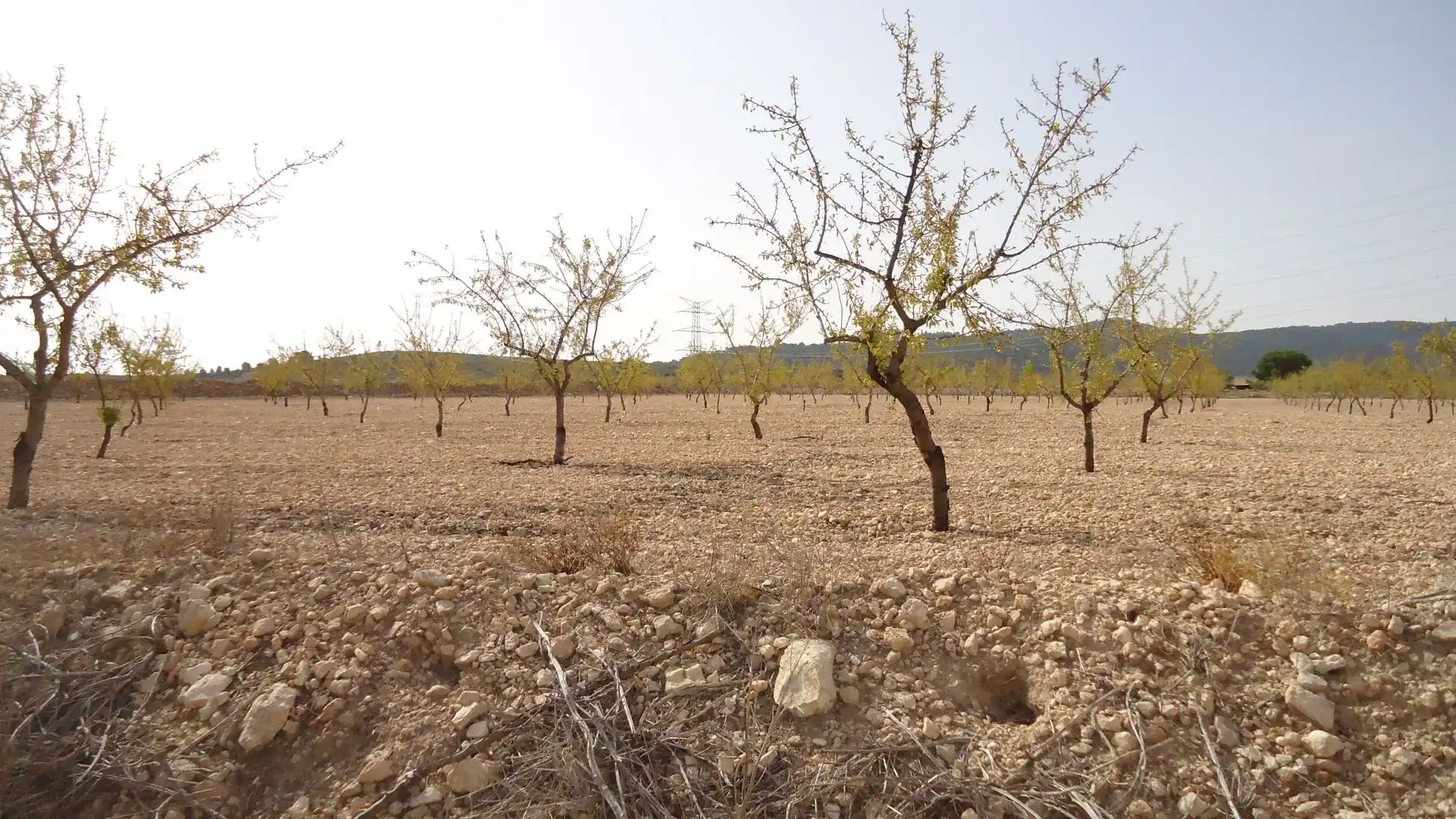 Rustikales Grundstück zum Verkauf in Jumilla, imagen 15