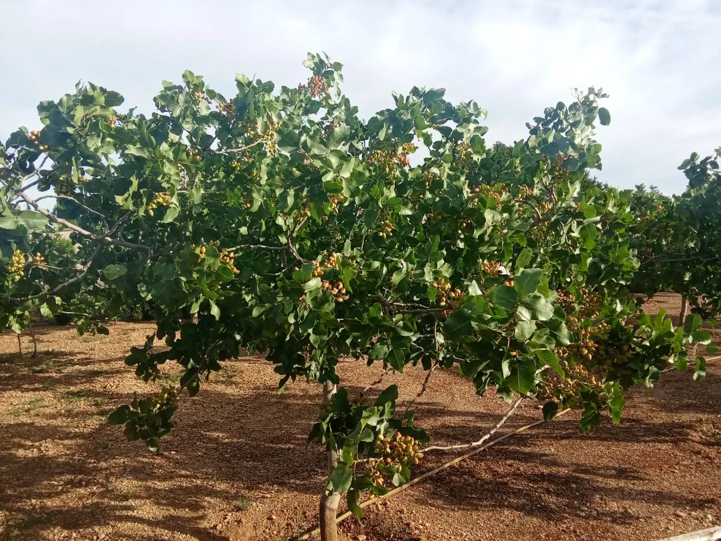 Jardín de Terreno en venta en Ciudad Real