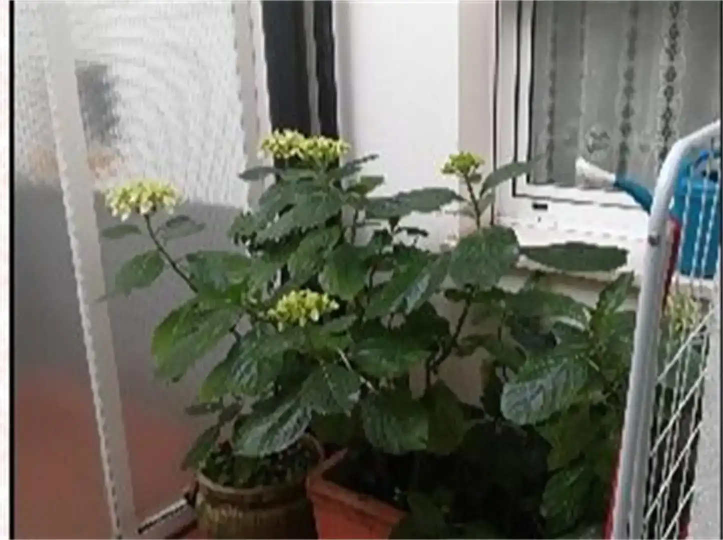 Jardí de Pis en venda en Carrizo