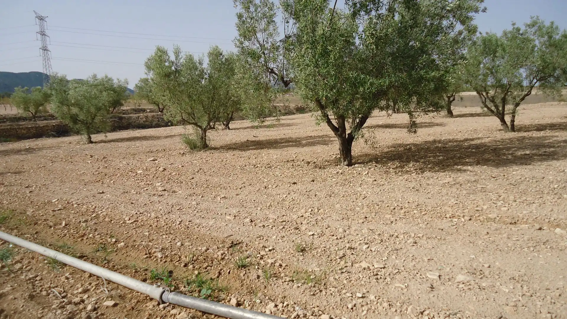 Rustikales Grundstück zum Verkauf in Jumilla, imagen 10