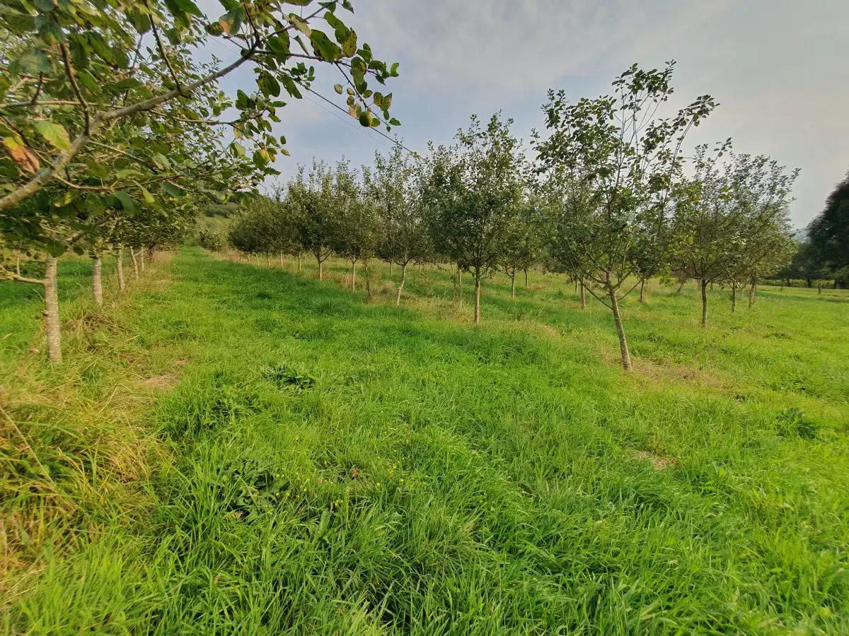 Maison rustique à vendre à Grado, imagen 3