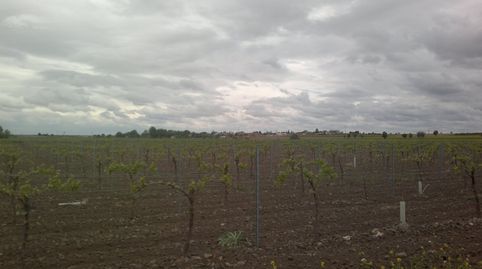 FINCA DE 40 HECTAREAS DE VIÑA Y TIERRA, imatge 2