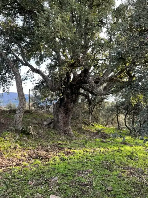 Vista exterior de Terreno en venta en Almendral de la Cañada, Toledo