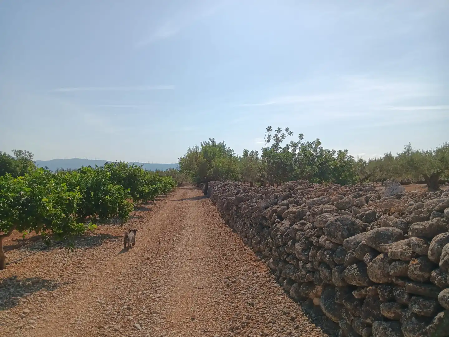 Lands and plots for sale in Roquetes, imagen 37