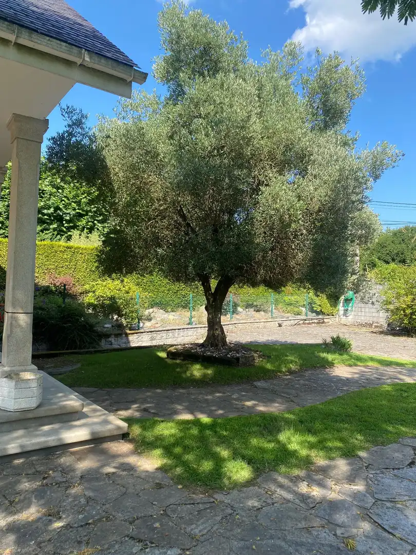 Jardín de Casa o chalet en venta en Lugo con Calefacción, Piscina y Amueblado